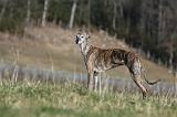GALGO 015